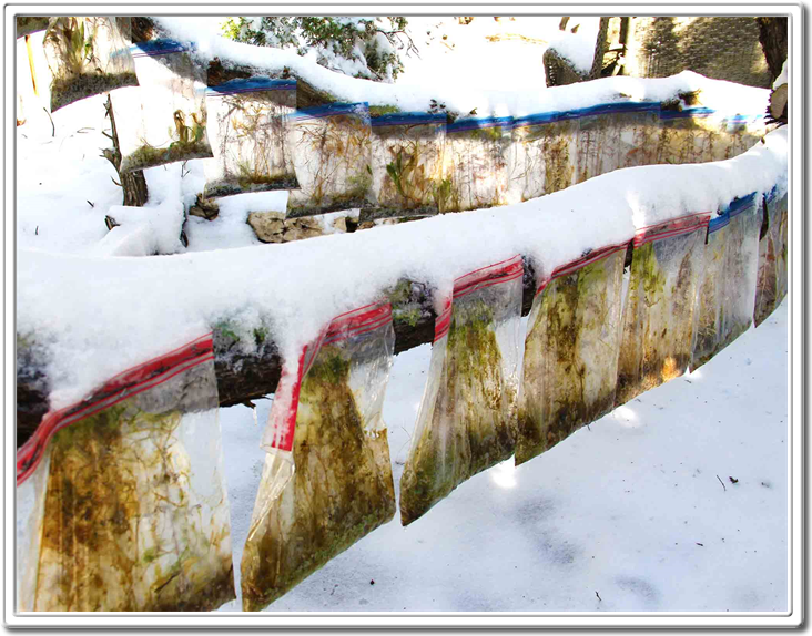 Austin Freeze Land Art