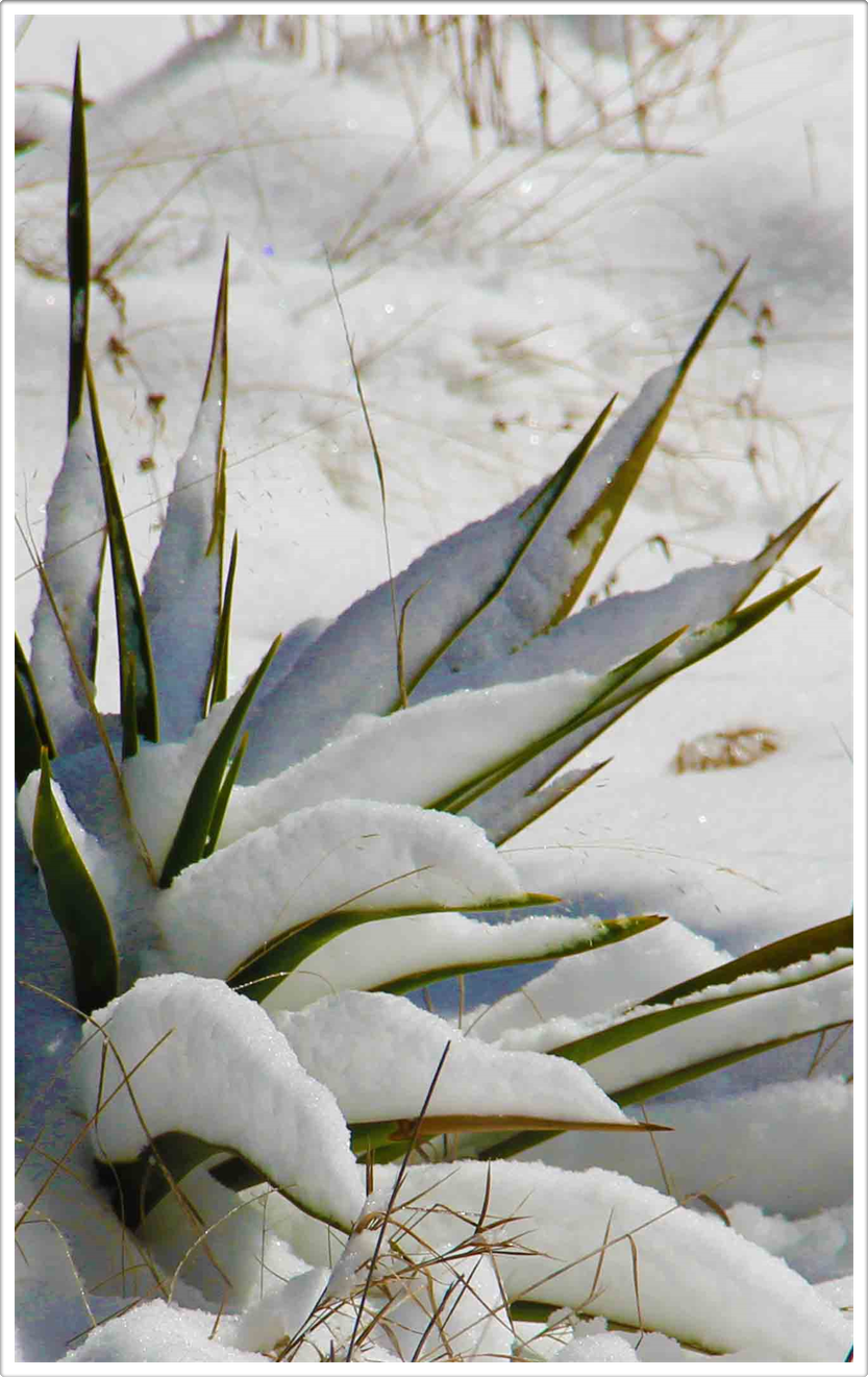 Natural Photography