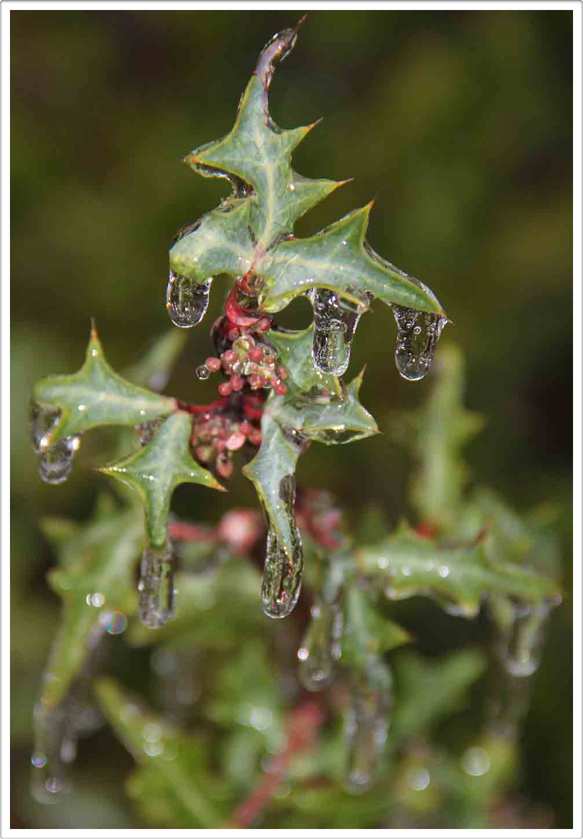 Macro Flora Photography